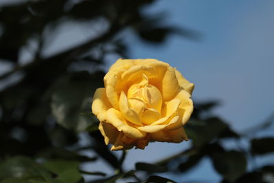 Close-up of yellow rose