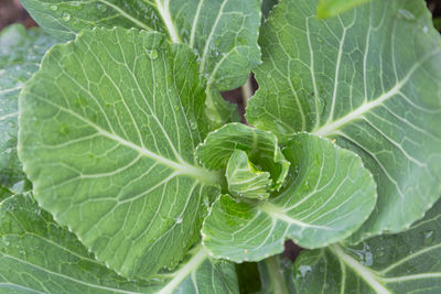 Full frame shot of fresh green leaves