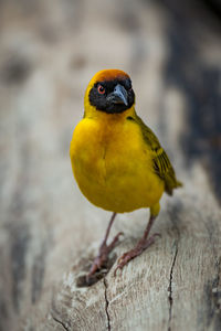 Portrait of yellow bird perching on wood