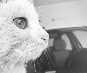 Close-up portrait of dog