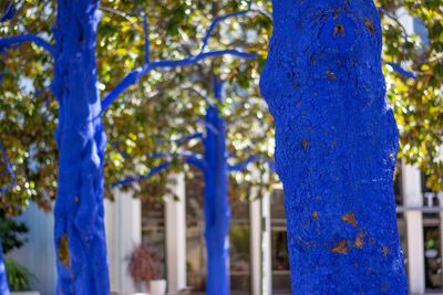 Close-up of tree trunk against blue sky