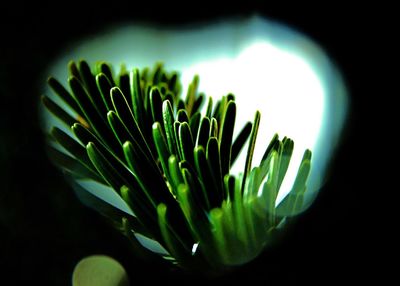 Low angle view of plants against sky