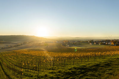 Vineyards in backlight