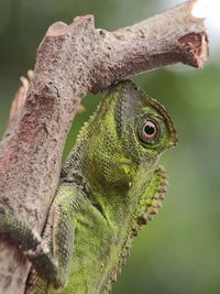 Close-up of lizard on tree