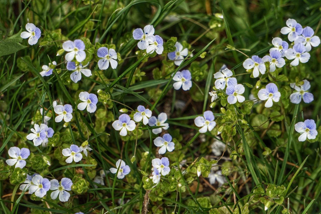 CLOSE-UP OF WHITE FLOWERING PLANTS