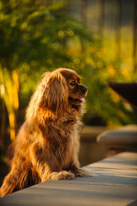Cavalier king charles spaniel rearing up on retaining wall