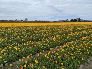 Scenic view of sunflower field against cloudy sky