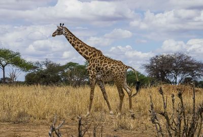 Giraffe standing on landscape against sky