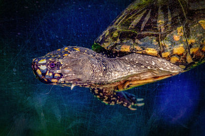 Close-up of turtle in sea