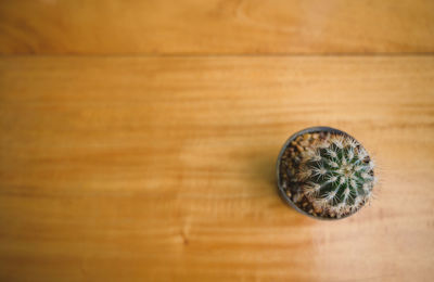 High angle view of animal on table