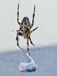 Close-up of spider on web