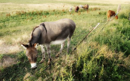 Cow grazing on field