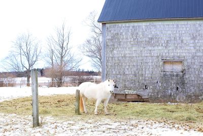 View of a horse on field