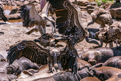 Vultures clean up the nature feasting the wildebeest carcas during greatest migration in mara river