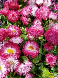 High angle view of flowers blooming outdoors