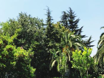 Low angle view of trees against the sky
