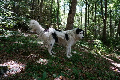 Dog standing in forest