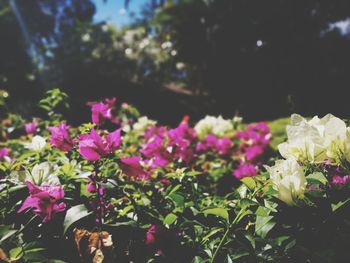 Close-up of pink flowers blooming outdoors