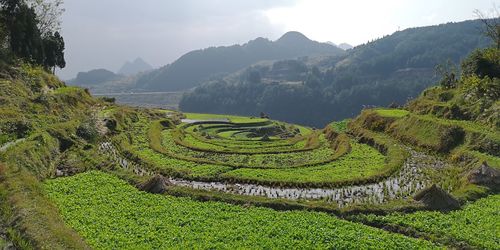 Scenic view of agricultural field against sky