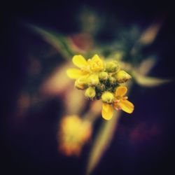 Close-up of yellow flower