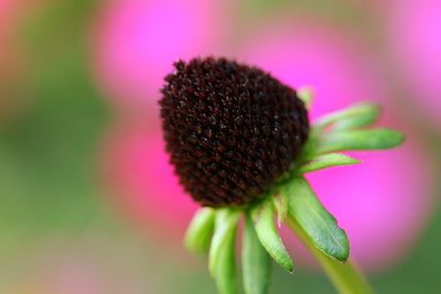 Close-up of pink flower