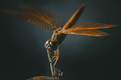 A dragonfly perched on the green grass