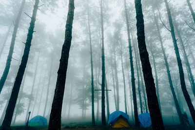 Low angle view of bamboo trees in forest during winter