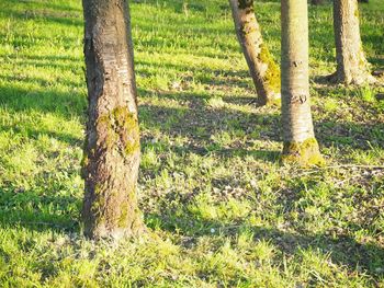 Scenic view of grassy field in forest