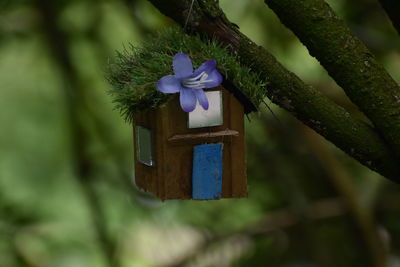 Close-up of purple flowering plant