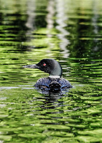 View of a swimming in water