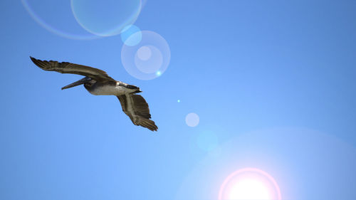 Low angle view of eagle flying against clear blue sky