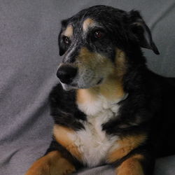 Close-up of dog looking away