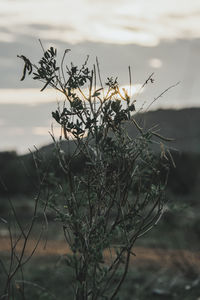 Close-up of dry plant against sky during sunset