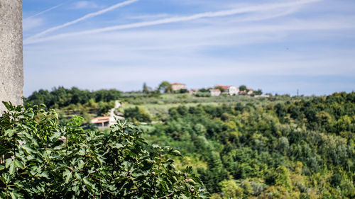 Trees and plants on field against sky