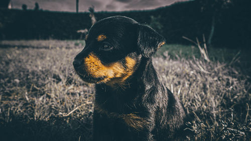 Close-up of dog looking away on field