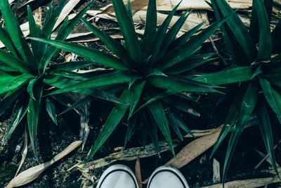 Low section of person standing on plant in field