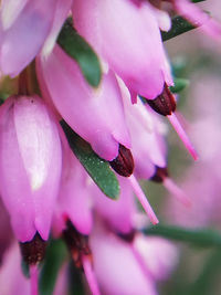 Close-up of wet pink flowering plant