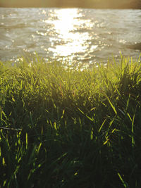 Close-up of grass growing on field by lake