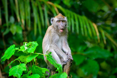 Portrait of monkey sitting against trees