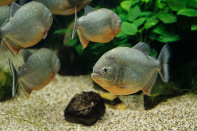 Close-up of fish swimming in aquarium