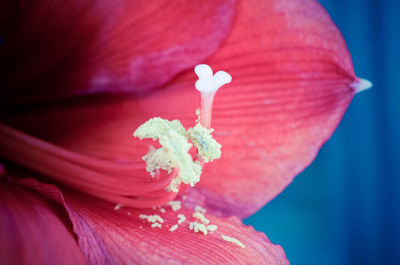 Close-up of red rose flower