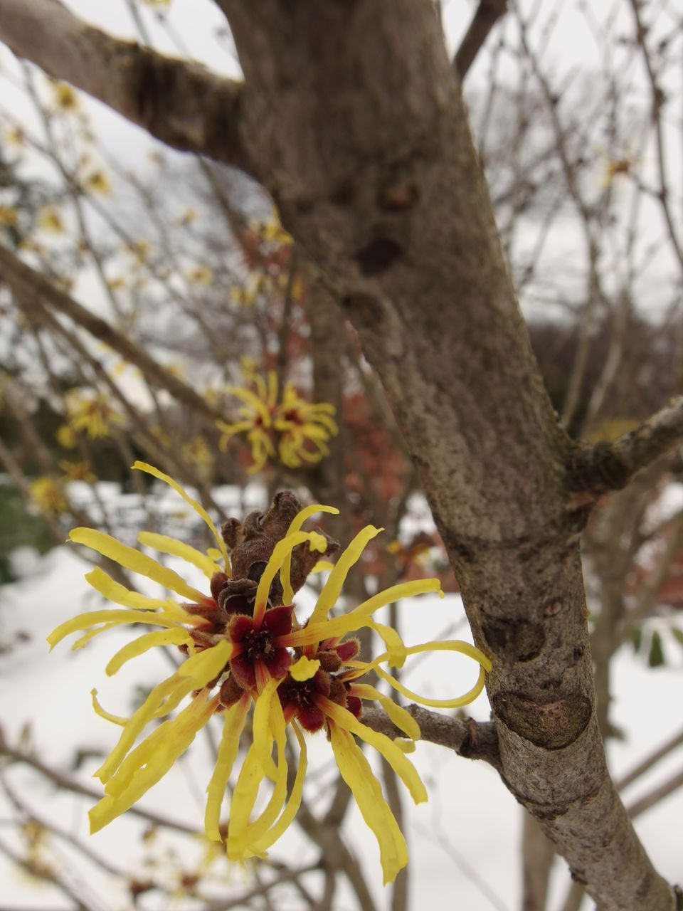 tree, nature, growth, beauty in nature, no people, flower, tree trunk, branch, outdoors, day, close-up, fragility