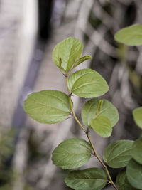 Close-up of green leaves