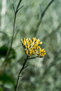 Close-up of yellow flowering plant