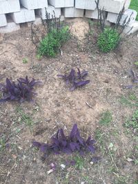 Plants growing on field