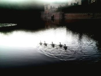 Swan swimming in lake against clear sky