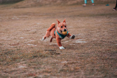 Jumped dog shiba inu corgi on grass