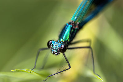 Close-up of insect