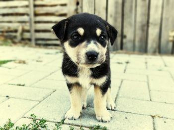 Portrait of puppy sitting outdoors