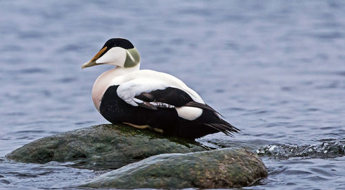 Close-up of duck on rock